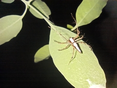 Oxyopes shweta