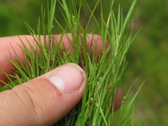 Dichanthelium aciculare