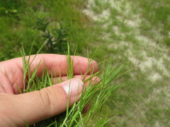 Dichanthelium aciculare