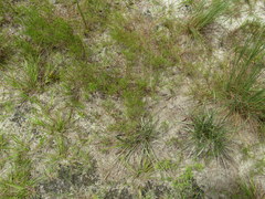 Dichanthelium aciculare
