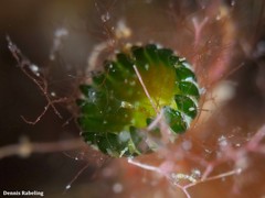 Parvocaulis polyphysoides