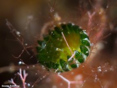 Parvocaulis polyphysoides