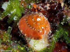 Philippia hybrida