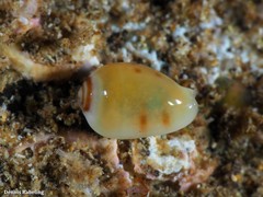 Gibberula secreta