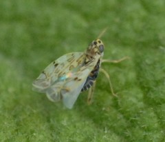 Eupteryx decemnotata