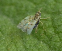 Eupteryx decemnotata