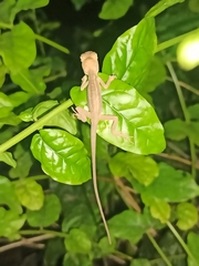 Calotes versicolor