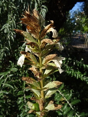 Acanthus mollis