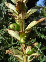 Acanthus mollis