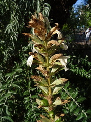 Acanthus mollis