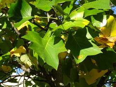 Liriodendron tulipifera
