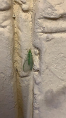 Chrysoperla carnea
