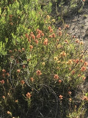 Castilleja gracillima