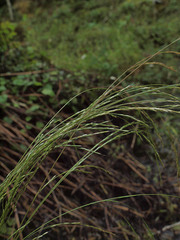 Deschampsia cespitosa cespitosa