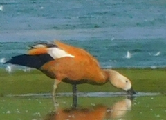 Tadorna ferruginea