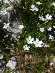 Heliosperma alpestre