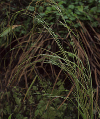 Deschampsia cespitosa cespitosa