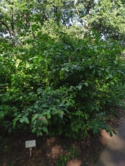 Chaenomeles × superba