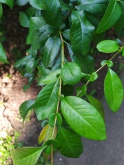 Chaenomeles × superba