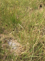 Carex atrosquama