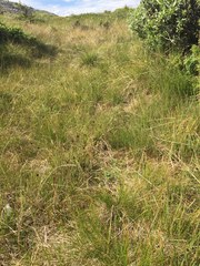 Carex atrosquama