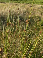Juncus conglomeratus