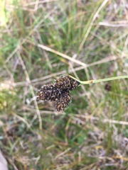 Carex atrosquama