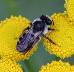 Andrena denticulata