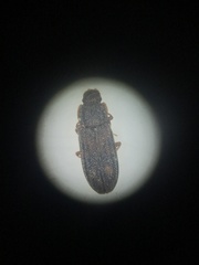 Bitoma quadriguttata