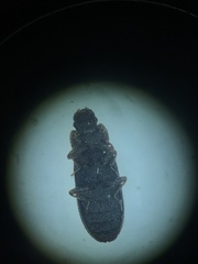 Bitoma quadriguttata