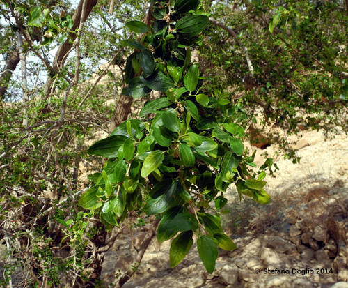 Christ's thorn jujube