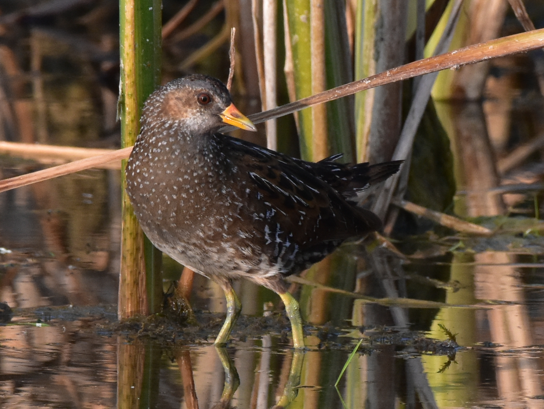 Spotted Crake