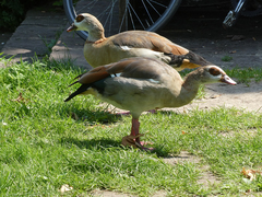 Alopochen aegyptiaca