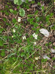 Draba juvenilis