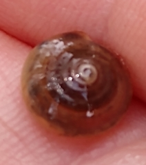 Euconulus