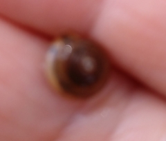 Euconulus