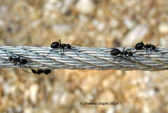 Polyrhachis lacteipennis