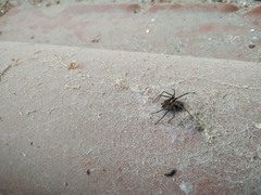 Loxosceles colima