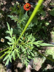 Cosmos sulphureus