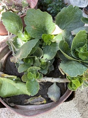 Kalanchoe