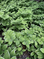 Polygonatum odoratum pluriflorum