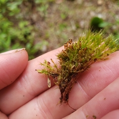 Tetraplodon angustatus