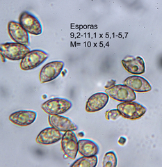 Naucoria escharioides