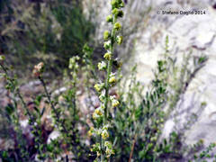 Reseda muricata