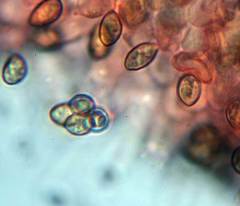 Naucoria escharioides