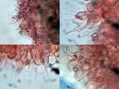 Naucoria escharioides