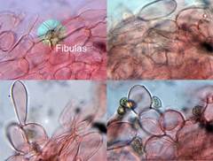 Naucoria escharioides