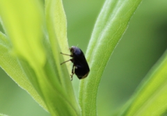 Clastoptera xanthocephala