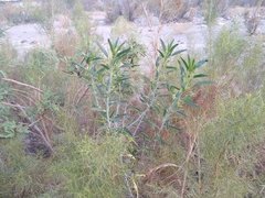 Ditaxis brandegeei