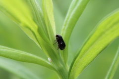 Clastoptera xanthocephala